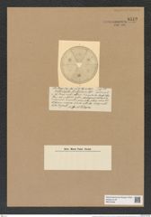 Actinoptychus thrubsoliana Castr. (de-Toni-Nr.: Genus 227, Species 5627) Zeichnungen Sammlung Grunow Nr. 9512 (NHMW-BOT-W0379499)
